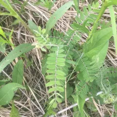 leadplant thumbnail 3