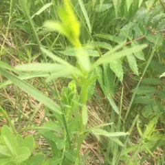 Prairie Coreopsis thumbnail 1