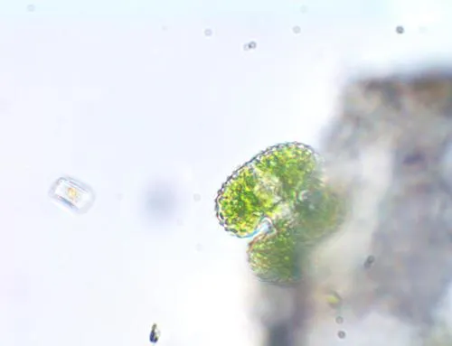 Cosmarium reniforme