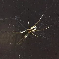 Filmy Dome Spider thumbnail 4