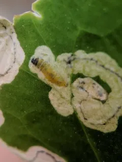 Mantura floridana thumbnail 2