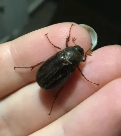 Phyllophaga hirticula thumbnail 3