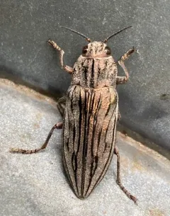 Strong Jewel Beetle thumbnail 3