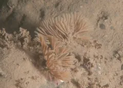 Caberea ellisii thumbnail 4