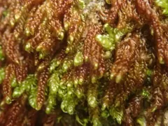 Dieck's hypnum moss thumbnail 2