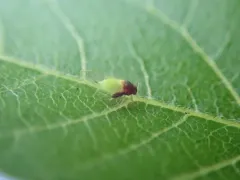 Calophya triozomima thumbnail 2