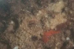Tedania suctoria thumbnail 2