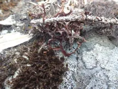 Iceland Lichen thumbnail 2