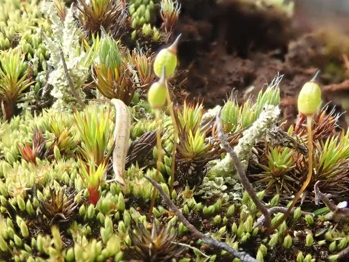 Helmet-moss