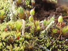 Helmet-moss thumbnail 1
