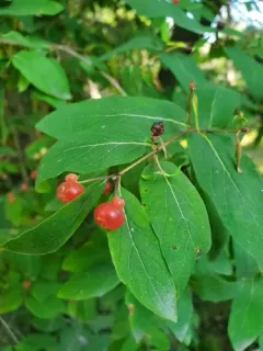 Sour Cherry thumbnail 3