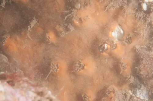Plocamionida ambigua