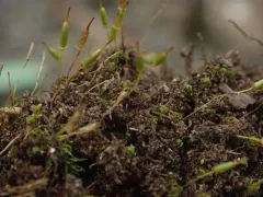 Fringed Extinguisher Moss thumbnail 2