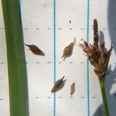 Peck's sedge thumbnail 1