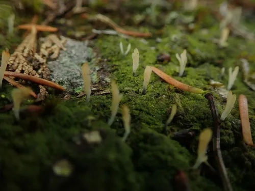 Club-wielding Crust Lichen