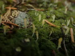 Club-wielding Crust Lichen thumbnail 1