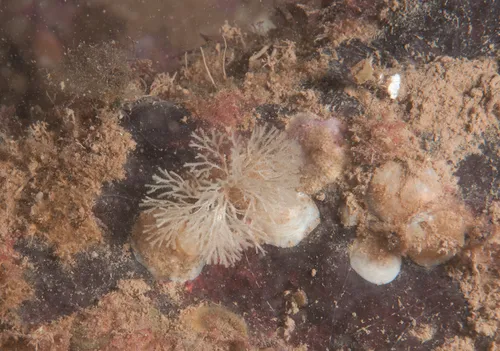 Paired Bryozoan