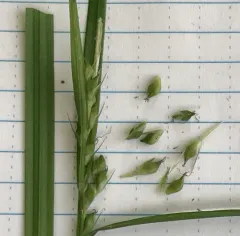 Hitchcock's Sedge thumbnail 3