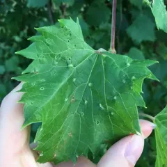 Grape Phylloxera thumbnail 3