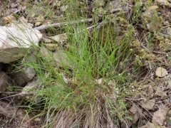Harford's oniongrass thumbnail 2