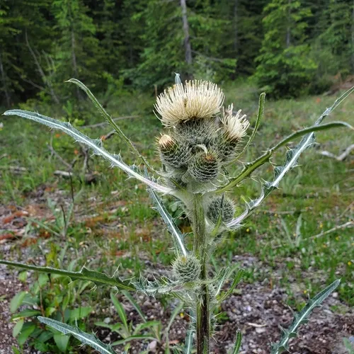 Hooker's Thistle