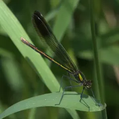 River Jewelwing thumbnail 3