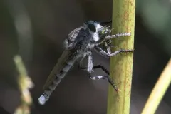Promachus princeps thumbnail 1