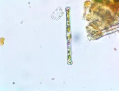 Tabellaria fenestrata thumbnail 4