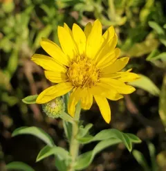 lemonyellow false goldenaster thumbnail 2