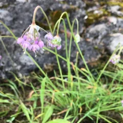 nodding onion thumbnail 3