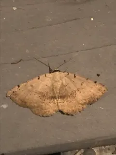 Moon-lined Moth thumbnail 3