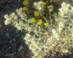 Thompson's Cryptantha thumbnail 2
