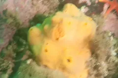 Myxilla fimbriata thumbnail 2