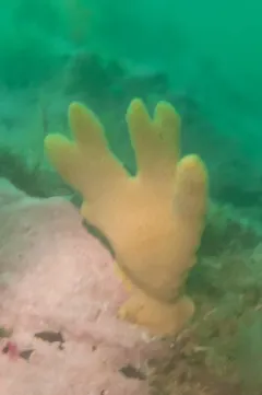 Isodictya deichmannae thumbnail 2
