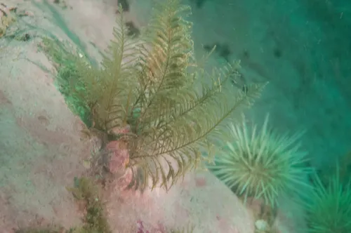 Sertularia latiuscula