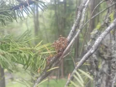 Douglas-Fir Dwarf-Mistletoe thumbnail 2