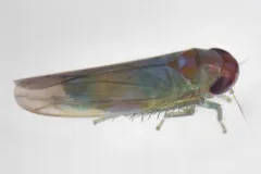 Coccineasca coccinea thumbnail 2