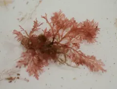 Euthora cristata thumbnail 4