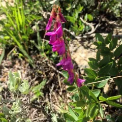 Alpine Sweet-vetch thumbnail 2
