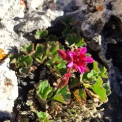 False Saxifrage thumbnail 4