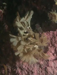 Dendrobeania murrayana thumbnail 3