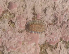 Mottled Red Chiton thumbnail 4