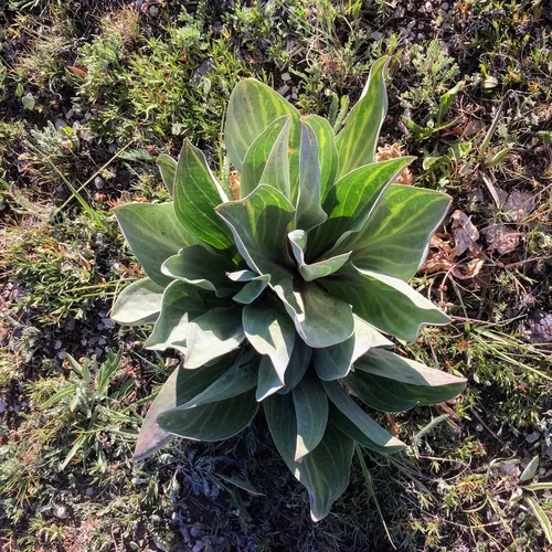 monument plant