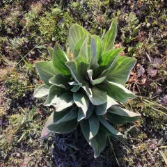 monument plant thumbnail 1