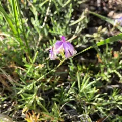 Timber Milkvetch thumbnail 3