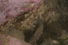 Narrow-Leaved Hornwrack thumbnail 4
