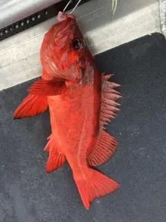 Vermilion Rockfish thumbnail 2