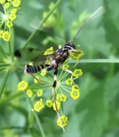 Spilopteron formosum thumbnail 3