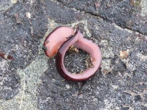 Amphiporus angulatus