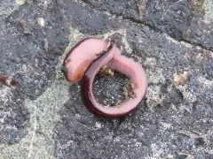 Amphiporus angulatus thumbnail 1